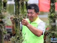 安徽全椒：鐵皮石斛產(chǎn)業(yè)助力鄉(xiāng)村振興