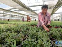 安徽全椒：鐵皮石斛產(chǎn)業(yè)助力鄉(xiāng)村振興