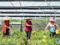 貴州玉屏：油茶苗圃管護(hù)忙