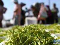 貴州三穗：黃花飄香采收忙