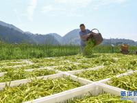 貴州三穗：黃花飄香采收忙
