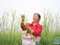 貴州三穗：黃花飄香采收忙
