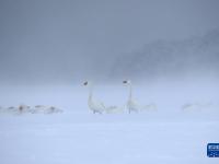 山東榮成：天鵝戲雪
