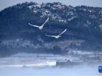 山東榮成：天鵝戲雪
