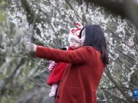 福州永泰：又到梅花飄香時(shí)
