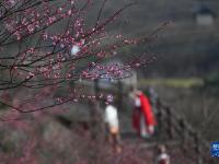 浙江湖州：梅花枝頭俏
