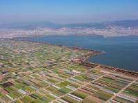 云南通海：早春田園風(fēng)光美
