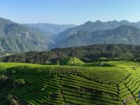 茶山如海連天際
