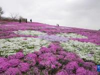 河北遷西：芝櫻花爛漫
