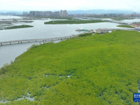 福建廈門：紅樹林構(gòu)筑濱海綠色長廊
