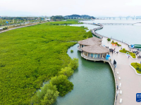 福建廈門：紅樹林構(gòu)筑濱海綠色長廊
