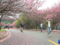 福州：千年古剎舉辦梅花文化節(jié)
