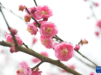 福州：千年古剎舉辦梅花文化節(jié)
