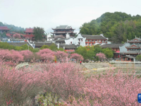 福州：千年古剎舉辦梅花文化節(jié)
