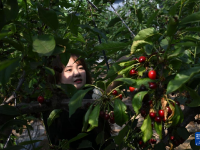 河北隆化：生態(tài)農(nóng)業(yè)帶動(dòng)鄉(xiāng)村旅游
