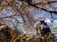 西藏拉薩：桃花映古城
