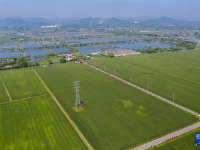 谷雨時節(jié)萬畝麥田植保忙
