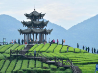 湖北恩施：“茶旅融合”客滿園

