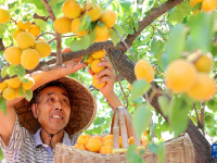 小滿將至農(nóng)事忙
