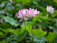 夏日賞荷
