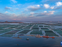 山东荣成：秋日耕海图
