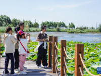新疆：沙漠边“长出”湿地公园
