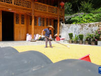 重庆秀山：农家晒秋忙
