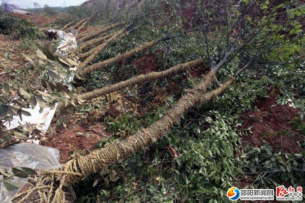 香樟、杜英等各种苗木已经运抵工地现场