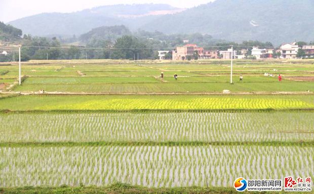 图为隆回三阁司镇大麽村土地综合整治项目区双季稻连片示范生产基地