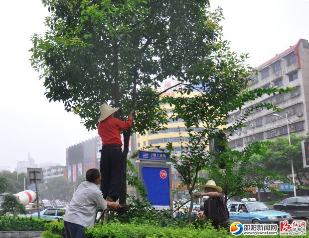 工作人员正在修枝