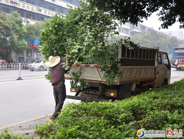 工作人员将修剪的余枝装车