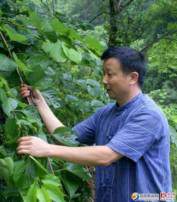 周杨斌上山采药,并进行中草药调查。肖丁勤摄