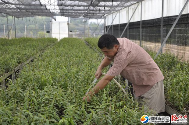 湘斛公司种植基地技术人员精心护理铁皮石斛