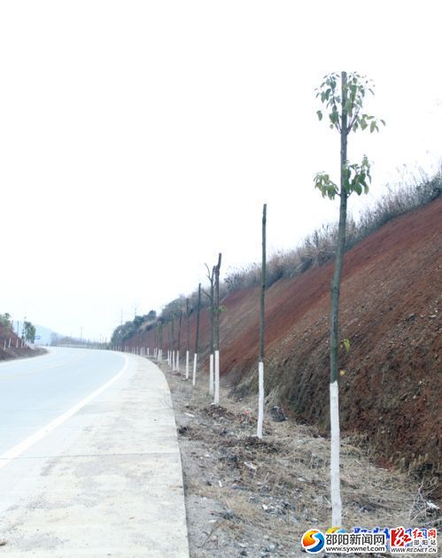 邵新公路塘渡口至河伯段绿化情况