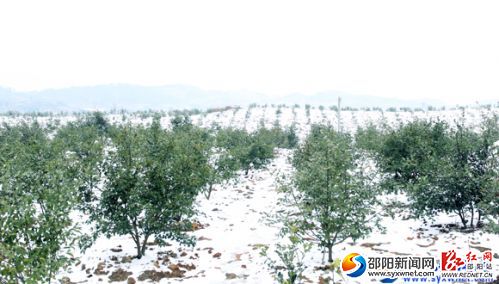 迎丰“三边”油茶造林基地里绵延的油茶树