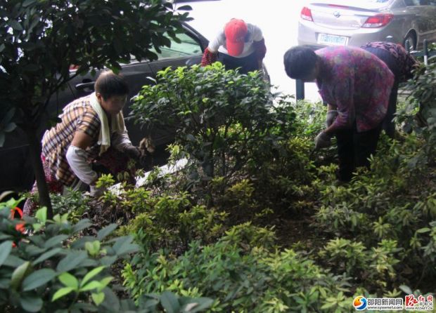 市园林处街道绿化所的工人清理绿化带