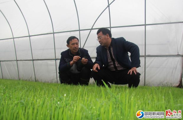 秧苗基地，天佑农业有限公司董事长林刚（右）与育种技术人员查看秧苗长势
