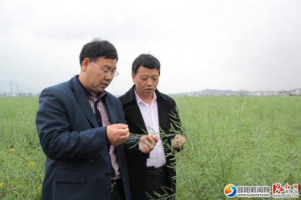 天佑农业有限公司董事长林刚（左）和武冈市政协副主席黄家胜（右）来到千亩高油酸油菜基地，油菜已结出丰硕的果实