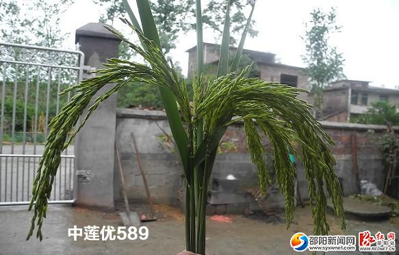 中莲优589