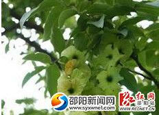 城步青钱柳茶。(来源网络)