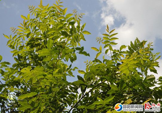 绥宁青钱柳树叶。(来源网络)