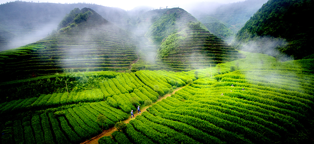洞口古楼茶场晨韵-8
