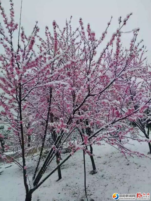 3月10日桃花林(摄影:罗珂)