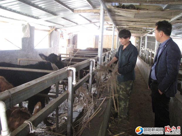 阳习升（左1）在给牛喂草料