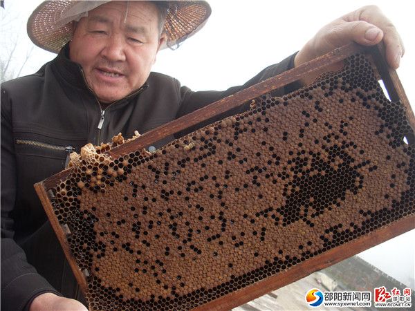 三、4月7日，隆回县罗家养蜂场主人罗积成大伯，在雨山铺雨山村流动蜂场，观察意蜂群的子脾与糖脾。SL387239