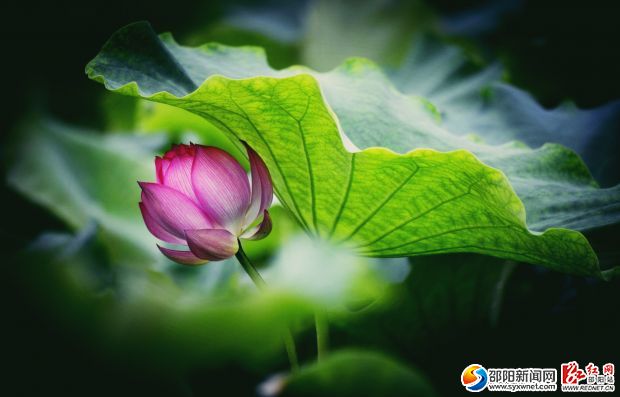 _DSC1592_看图王_副本