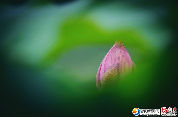 _DSC1809_看图王_副本