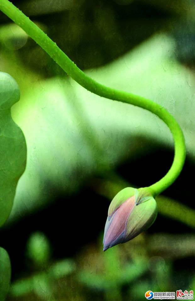 _DSC0647_看图王_副本