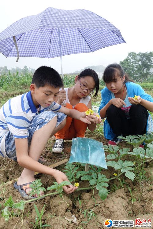 一、为5月中旬,隆回县雨山铺中心学校科技组学生们,在兴致勃勃地为西瓜花实施人工授粉。DSC03586DSC03586_副本