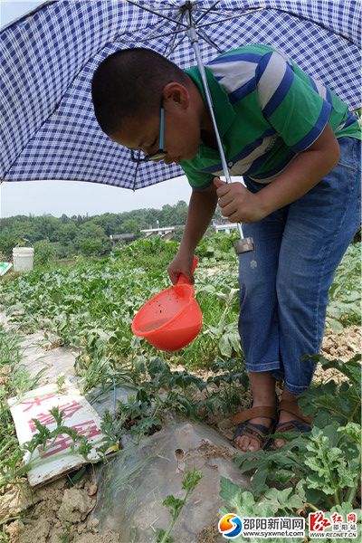 三、为6月上旬,隆回县雨山铺中心学校科技组学生在为西瓜苗追肥水。DSC00891
